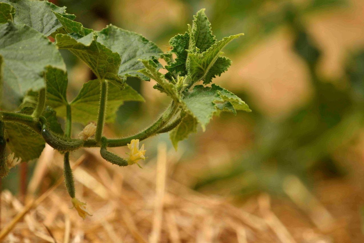 Vita in campagna, estate - Cetrioli - Foto di Silvana Jaulus