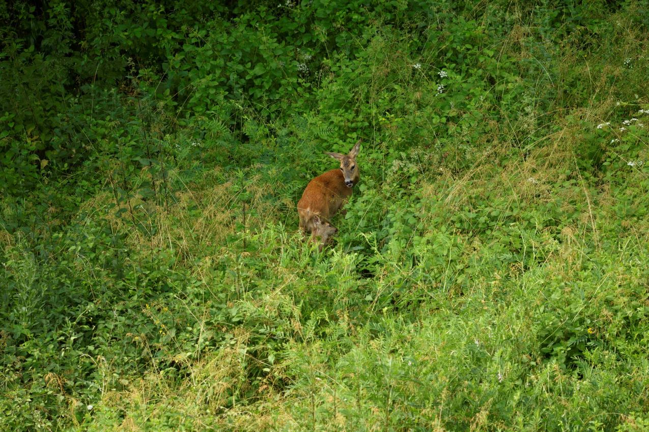 Mamma capriola con il suo cucciolo