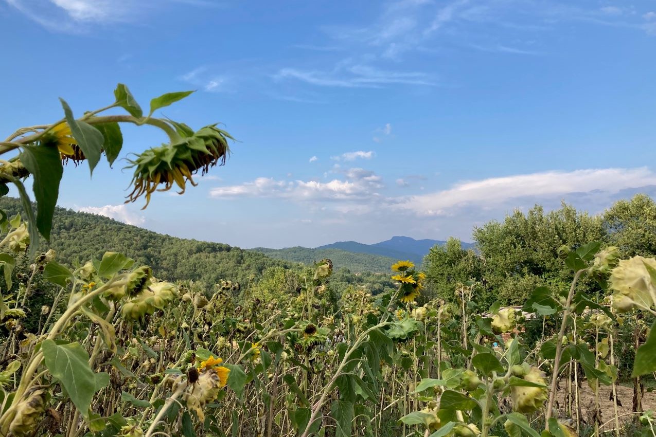 La Verna e girasoli -autunno