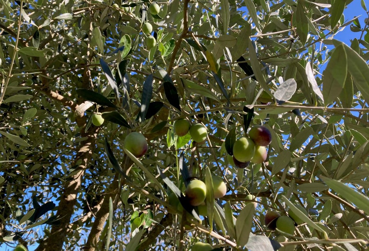 Olive - autunno