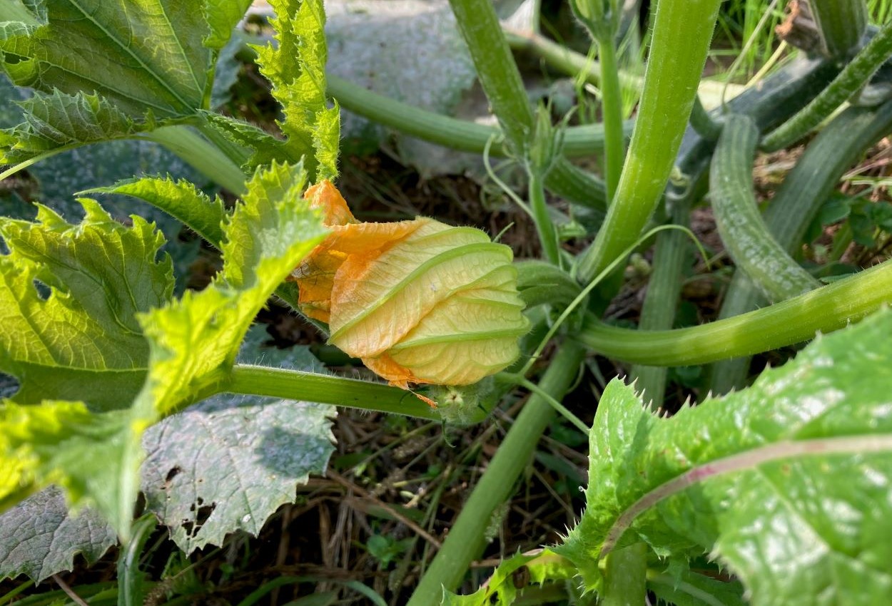 Zucchino di metà novembre - autunno